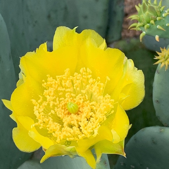 ๐บ๐ธMy Garden๐บ๐ธMy Babies๐บ๐ธ - Picture 12 of 16